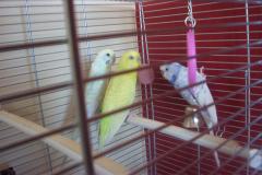 Budgies