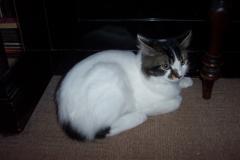 Diesel the cat