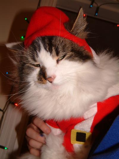 Furry Christmas